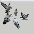 Flying Pigeons in Various Colors Standing and Flying with Spread Wings