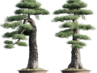 Potted Bonsai Pine Trees With Thick Trunk And Lush Trimmed Foliage 3d model