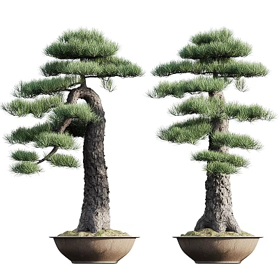 Potted Bonsai Pine Trees With Thick Trunk And Lush Trimmed Foliage 3d model