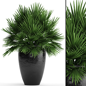 potted plant 3d model