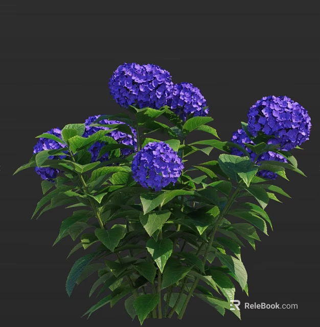 Beautiful Purple Hydrangeas Blooming With Lush Green Leaves On Vibrant Plant 3d model 