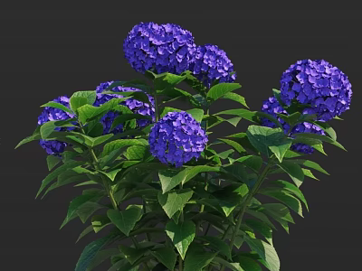 Beautiful Purple Hydrangeas Blooming With Lush Green Leaves On Vibrant Plant 3d model