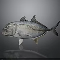 Silver Fish With Shiny Scales And Distinct Fins On Reflective Surface
