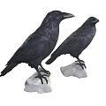 Modern Crow Modern Realistic Bird Animal Flying Animal Crow 3d model