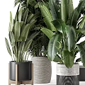Indoor Plants With Large Leaf Palm And Monstera In Black Metal Woven Marble Pots