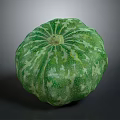Green Pumpkin With White Spots Fresh Round And Healthy Organic Produce