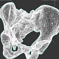 Pelvic Organs Anatomical Model Showing Detailed Human Pelvis Bone Structure