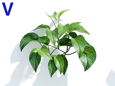Potted Plant With Lush Green Leaves And Multiple Branches On White Background For Indoor Decoration 3d model
