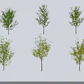 Six Trees with Green Leaves and Brown Trunks Casting Shadows on White Background 3d model