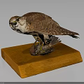 Well Preserved Falcon Taxidermy Specimen Standing On Solid Wooden Base