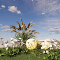 Stunning White Daisies And Yellow Blossoms With Green Grass Wheat like Plants Under Blue Sky