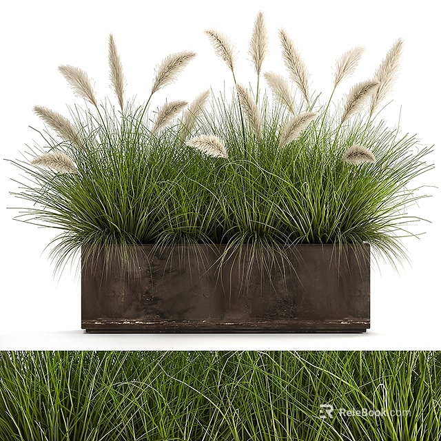 Decorative Green Grasses With White Feathery Plumes In Rectangular Metal Planter For Indoor Outdoor Decoration 3d model 