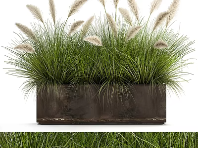 Decorative Green Grasses With White Feathery Plumes In Rectangular Metal Planter For Indoor Outdoor Decoration 3d model