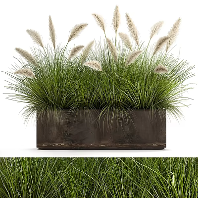 Decorative Green Grasses With White Feathery Plumes In Rectangular Metal Planter For Indoor Outdoor Decoration 3d model
