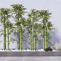 Tall Green Bamboo Plants In Decorative Garden With White Pebbles And Gray Stone