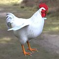 White Rooster with Red Comb and Orange Claws Standing on Grassy Ground in Outdoor Area