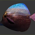 Colorful Tropical Fish With Blue Dorsal Fin Pink Fins And Iridescent Scales