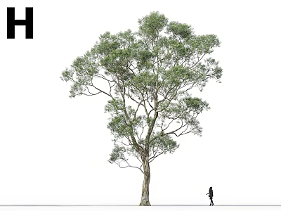 Tall Tree With Lush Green Leaves And Human Silhouette For Size Reference 3d model