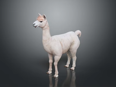 White Llama Standing On Gray Background With Fluffy Fur And Alert Posture 3d model