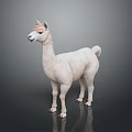 White Llama Standing On Gray Background With Fluffy Fur And Alert Posture