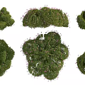 Green Shrubs With Different Shapes And Pink Flowers And Lush Foliage