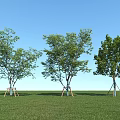 Three Arbor Trees With Trunks Green Leaves Support Frames On Green Grass And Blue Sky 3d model