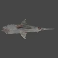 Mythical Fierce Shark With Sharp Teeth And Menacing Grayish White Appearance