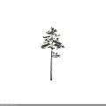 Tall Arbor Pine Tree With Straight Trunk And Lush Green Branches 3d model