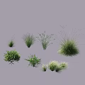 Various Green Grasses and Herbaceous Plants in Different Shapes Sizes and Varieties