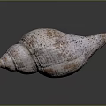 Conch Shell With Spiral Shape Brown Stripes And Dotted Textured Surface