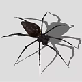 Black Shiny Spider With Long Legs Casting Shadow On Light Background 3d model
