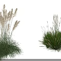 Different Types of Ornamental Grasses for Landscape Garden with Feathery Plumes and Clumping Foliage