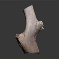 Natural Plant Wooden Stump with Smooth Texture and Irregular Shape as Decorative Element