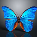 Vibrant Blue Butterfly With Orange Wing Patterns And Reflection On Gray Background 3d model