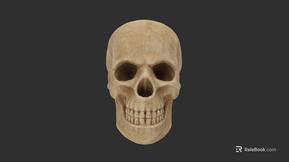 Realistic Highly Detailed Male Human Skull Anatomical Model On Dark Background 3d model 