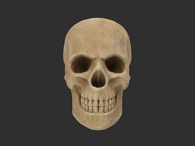 Realistic Highly Detailed Male Human Skull Anatomical Model On Dark Background 3d model