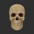 Realistic Highly Detailed Male Human Skull Anatomical Model On Dark Background