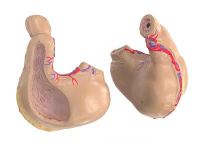 Detailed Abdominal Organs Anatomical Model With Internal Structure And Vascular Network 3d model