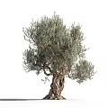 Olive Tree With Silvery Green Foliage And Gnarled Trunk In Natural Landscape
