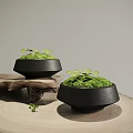 Lush Green Moss Decorative Plants In Black Bowls On Natural Wood Base