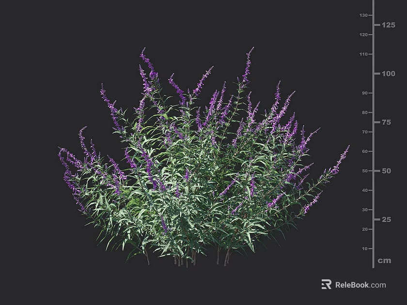 Vibrant Purple Flowering Plants with Green Leaves and Measured Height Suitable for Garden Landscaping 3d model 