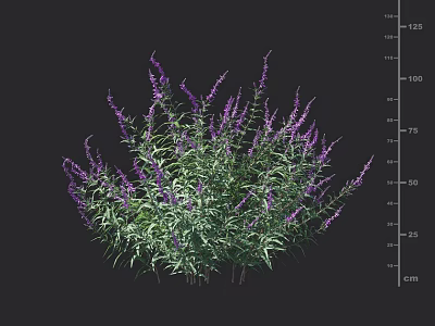 Vibrant Purple Flowering Plants with Green Leaves and Measured Height Suitable for Garden Landscaping 3d model