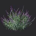 Vibrant Purple Flowering Plants with Green Leaves and Measured Height Suitable for Garden Landscaping