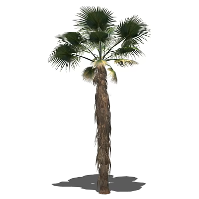 Tall Palm Tree With Broad Green Foliage And Rough Trunk For Landscaping 3d model