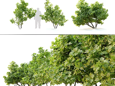 Healthy Arbor Specimens Featuring Lush Green Foliage Strong Trunks and Dense Canopies 3d model