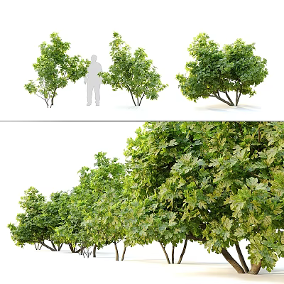 Healthy Arbor Specimens Featuring Lush Green Foliage Strong Trunks and Dense Canopies 3d model