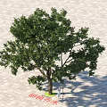 Arbor With Lush Green Foliage And Thick Trunk On Paved Ground