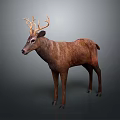 Detailed Realistic 3D Model of Brown Deer with Antlers Standing on Gray Background