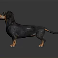 Black and Tan Dachshund Standing on Shiny Dark Background with Studio Lighting