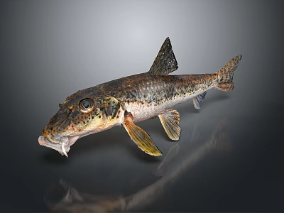 Detailed Fish Anatomy Featuring Eyes Mouth Fins And Textured Scales Structure 3d model